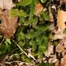 Fotografia 11 da espécie Lycopodium clavatum do Jardim Botânico UTAD