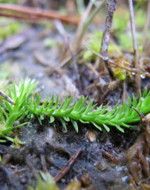 Fotografia 14 da espécie Lycopodiella inundata no Jardim Botânico UTAD