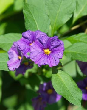 Fotografia 7 da espécie Lycianthes rantonnetii no Jardim Botânico UTAD