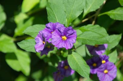 Fotografia da espécie Lycianthes rantonnetii