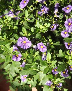 Fotografia 8 da espécie Lycianthes rantonnetii no Jardim Botânico UTAD