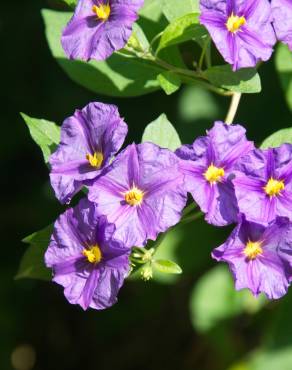 Fotografia 9 da espécie Lycianthes rantonnetii no Jardim Botânico UTAD