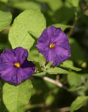 Fotografia 10 da espécie Lycianthes rantonnetii no Jardim Botânico UTAD