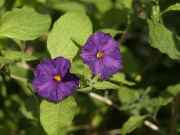 Fotografia da espécie Lycianthes rantonnetii