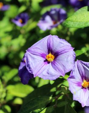 Fotografia 11 da espécie Lycianthes rantonnetii no Jardim Botânico UTAD