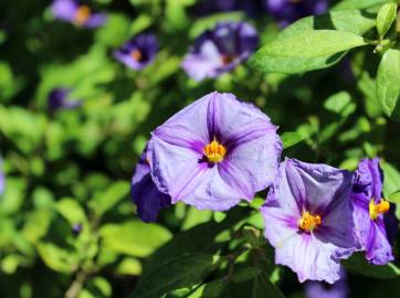 Fotografia da espécie Lycianthes rantonnetii