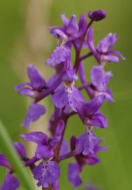 Fotografia da espécie Orchis mascula