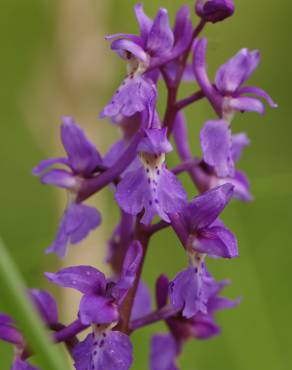 Fotografia 8 da espécie Orchis mascula no Jardim Botânico UTAD