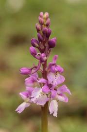 Fotografia da espécie Orchis mascula