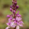 Fotografia 9 da espécie Orchis mascula do Jardim Botânico UTAD