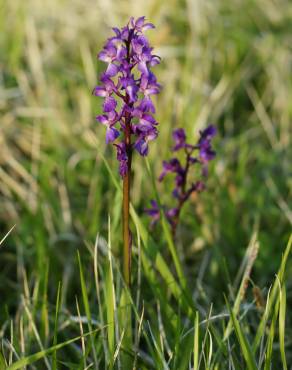 Fotografia 10 da espécie Orchis mascula no Jardim Botânico UTAD