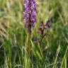 Fotografia 10 da espécie Orchis mascula do Jardim Botânico UTAD