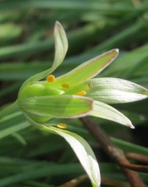 Fotografia 7 da espécie Ornithogalum umbellatum no Jardim Botânico UTAD