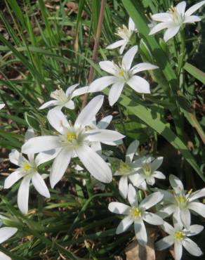 Fotografia 8 da espécie Ornithogalum umbellatum no Jardim Botânico UTAD