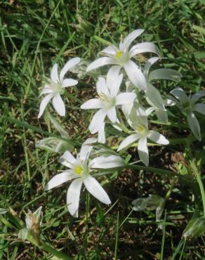 Fotografia 9 da espécie Ornithogalum umbellatum no Jardim Botânico UTAD