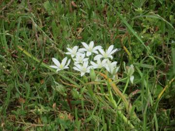 Fotografia da espécie Ornithogalum umbellatum