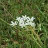 Fotografia 10 da espécie Ornithogalum umbellatum do Jardim Botânico UTAD