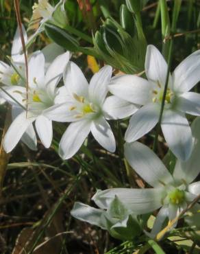 Fotografia 11 da espécie Ornithogalum umbellatum no Jardim Botânico UTAD