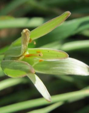 Fotografia 12 da espécie Ornithogalum umbellatum no Jardim Botânico UTAD