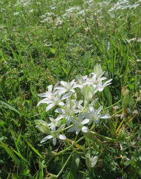 Fotografia 13 da espécie Ornithogalum umbellatum no Jardim Botânico UTAD