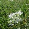 Fotografia 13 da espécie Ornithogalum umbellatum do Jardim Botânico UTAD