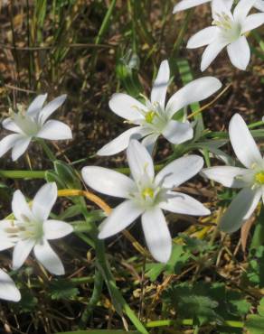 Fotografia 14 da espécie Ornithogalum umbellatum no Jardim Botânico UTAD