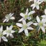 Fotografia 14 da espécie Ornithogalum umbellatum do Jardim Botânico UTAD