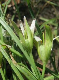 Fotografia da espécie Ornithogalum umbellatum