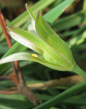 Fotografia 16 da espécie Ornithogalum umbellatum no Jardim Botânico UTAD