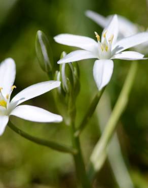 Fotografia 17 da espécie Ornithogalum umbellatum no Jardim Botânico UTAD