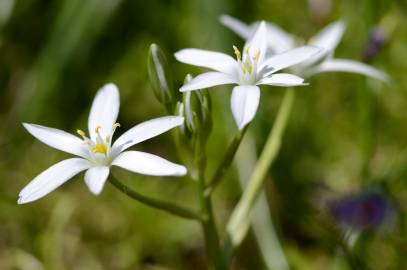 Fotografia da espécie Ornithogalum umbellatum