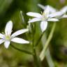 Fotografia 17 da espécie Ornithogalum umbellatum do Jardim Botânico UTAD