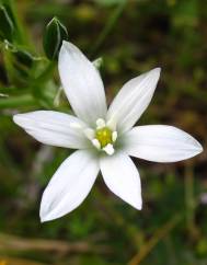 Ornithogalum umbellatum