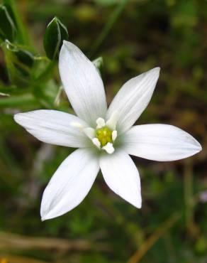 Fotografia 1 da espécie Ornithogalum umbellatum no Jardim Botânico UTAD