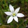 Fotografia 1 da espécie Ornithogalum umbellatum do Jardim Botânico UTAD