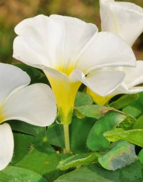 Fotografia 14 da espécie Oxalis purpurea no Jardim Botânico UTAD