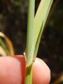 Fotografia da espécie Phalaris minor