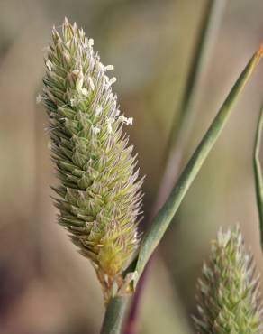 Fotografia 10 da espécie Phalaris minor no Jardim Botânico UTAD