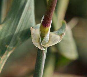 Fotografia da espécie Phalaris minor