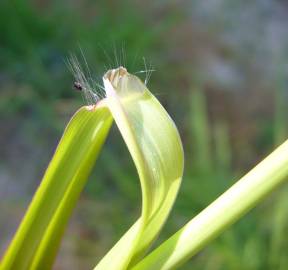 Fotografia da espécie Paspalum dilatatum