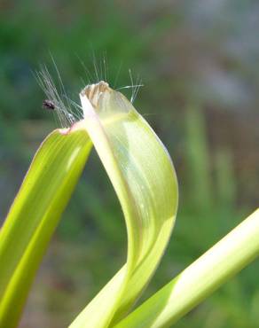 Fotografia 6 da espécie Paspalum dilatatum no Jardim Botânico UTAD