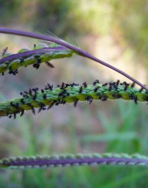 Fotografia 7 da espécie Paspalum dilatatum no Jardim Botânico UTAD