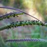 Fotografia 7 da espécie Paspalum dilatatum do Jardim Botânico UTAD