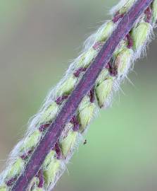 Fotografia da espécie Paspalum dilatatum