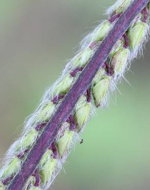 Fotografia 8 da espécie Paspalum dilatatum no Jardim Botânico UTAD