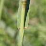 Fotografia 9 da espécie Paspalum dilatatum do Jardim Botânico UTAD