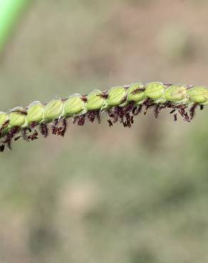 Fotografia 11 da espécie Paspalum dilatatum no Jardim Botânico UTAD