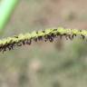 Fotografia 11 da espécie Paspalum dilatatum do Jardim Botânico UTAD