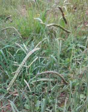 Fotografia 13 da espécie Paspalum dilatatum no Jardim Botânico UTAD