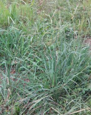 Fotografia 15 da espécie Paspalum dilatatum no Jardim Botânico UTAD